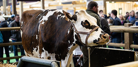oreillette vache normande egerie 2024