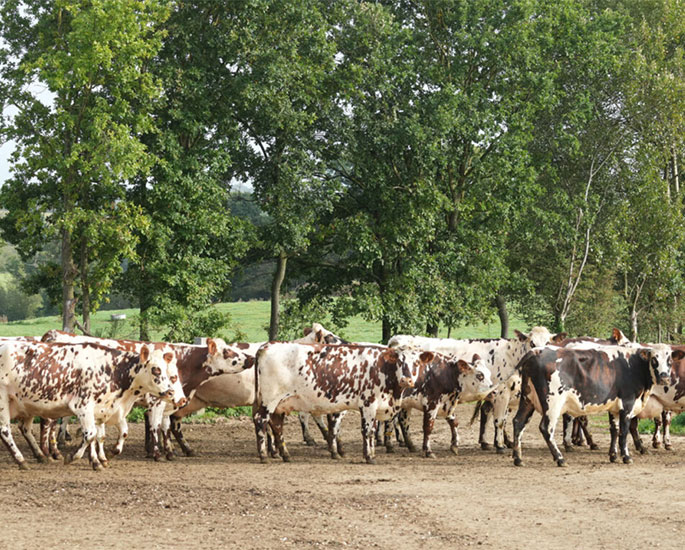 Group of Normande cows