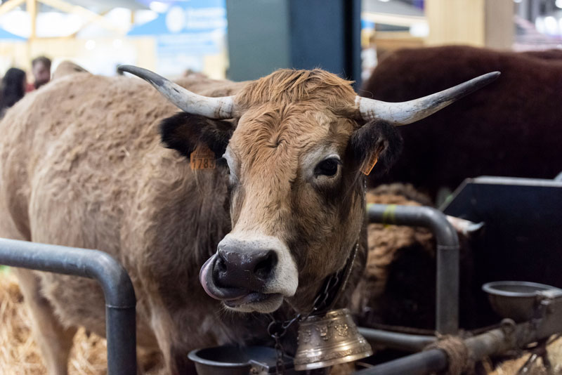 Cow with golden bell