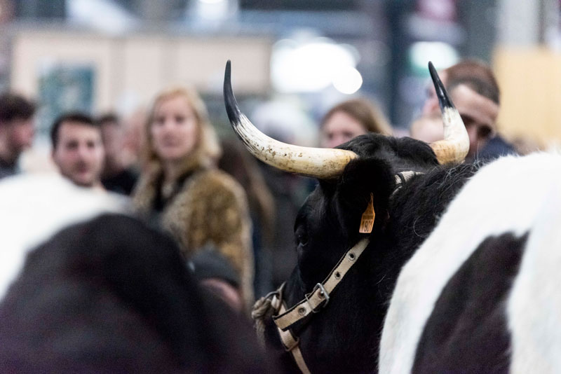 Cow with a black on white coat