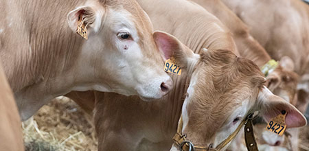 Calves playing in the straw