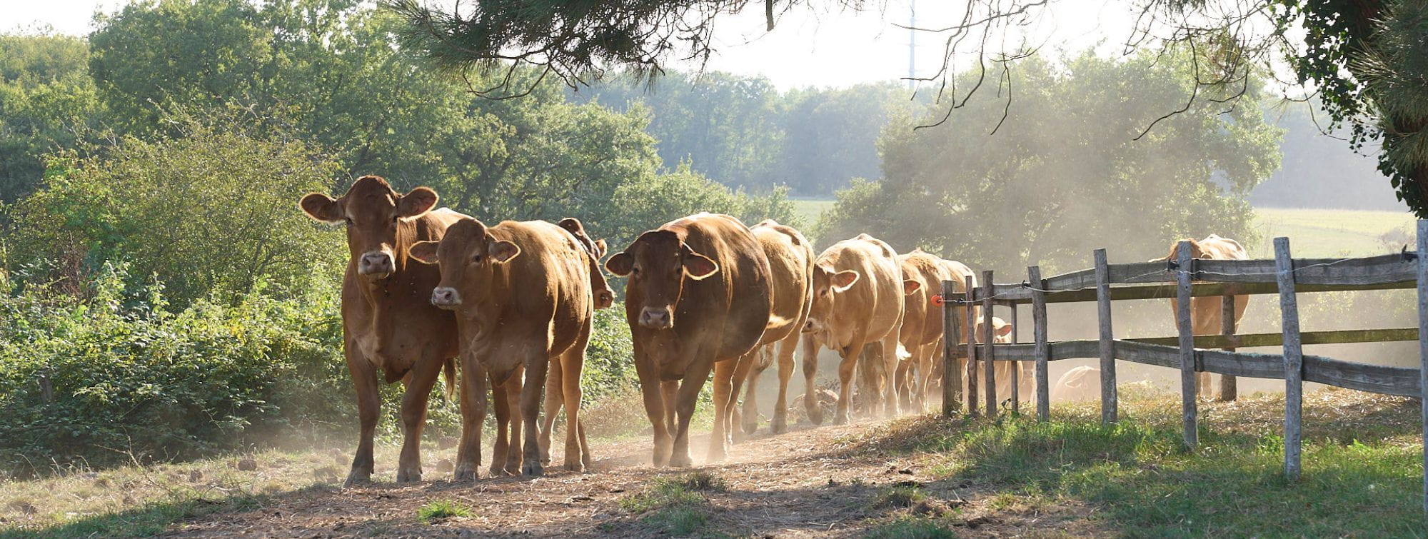 Vaches de race limousine dans un champ