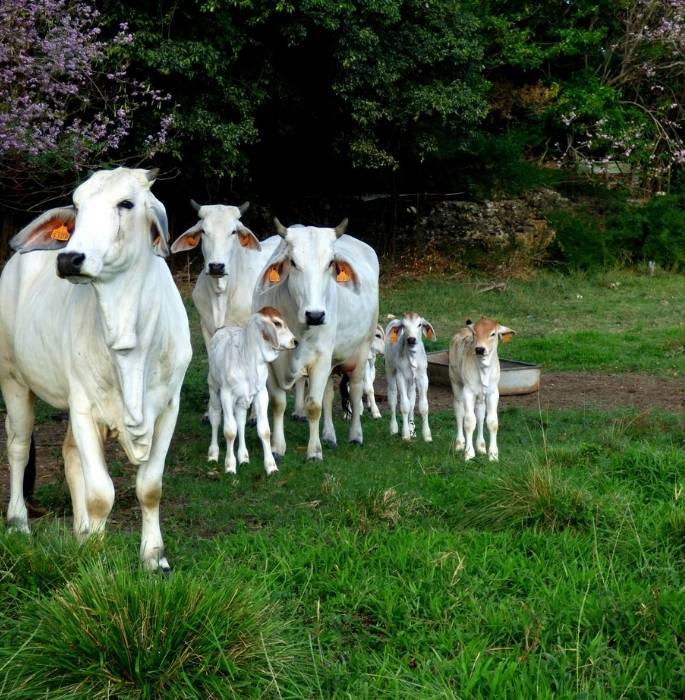 Groupe de vaches Brahman blanches avec leurs veaux dans un champ verdoyant