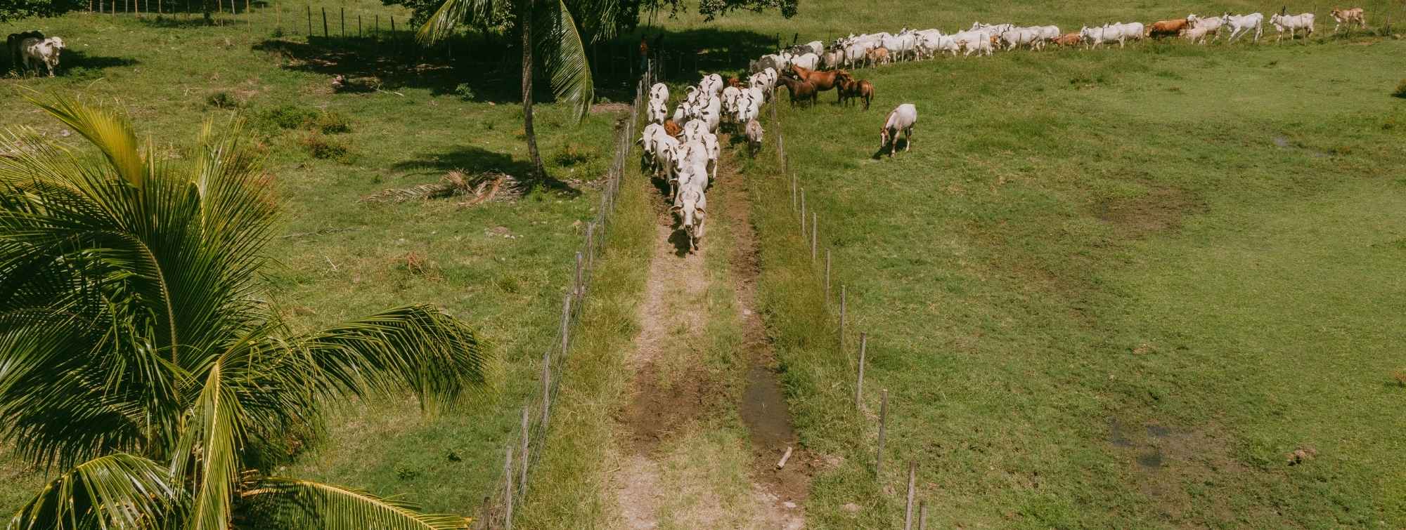 Vue aérienne d’un troupeau de vaches Brahman traversant un champ clôturé