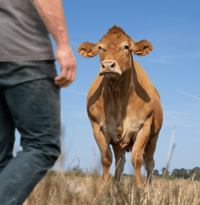 Oupette-vache-egerie