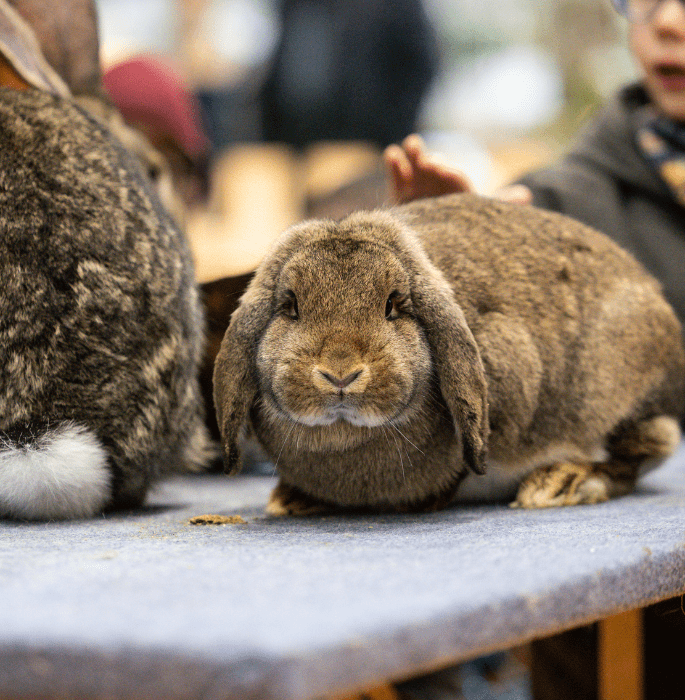 lapin-ferme-pedagogique