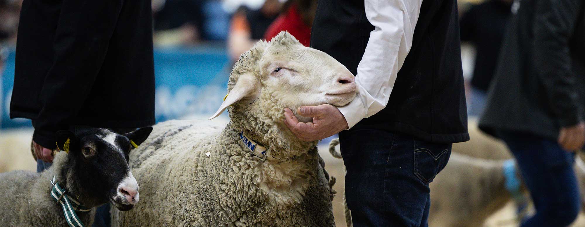 Homme caressant un mouton