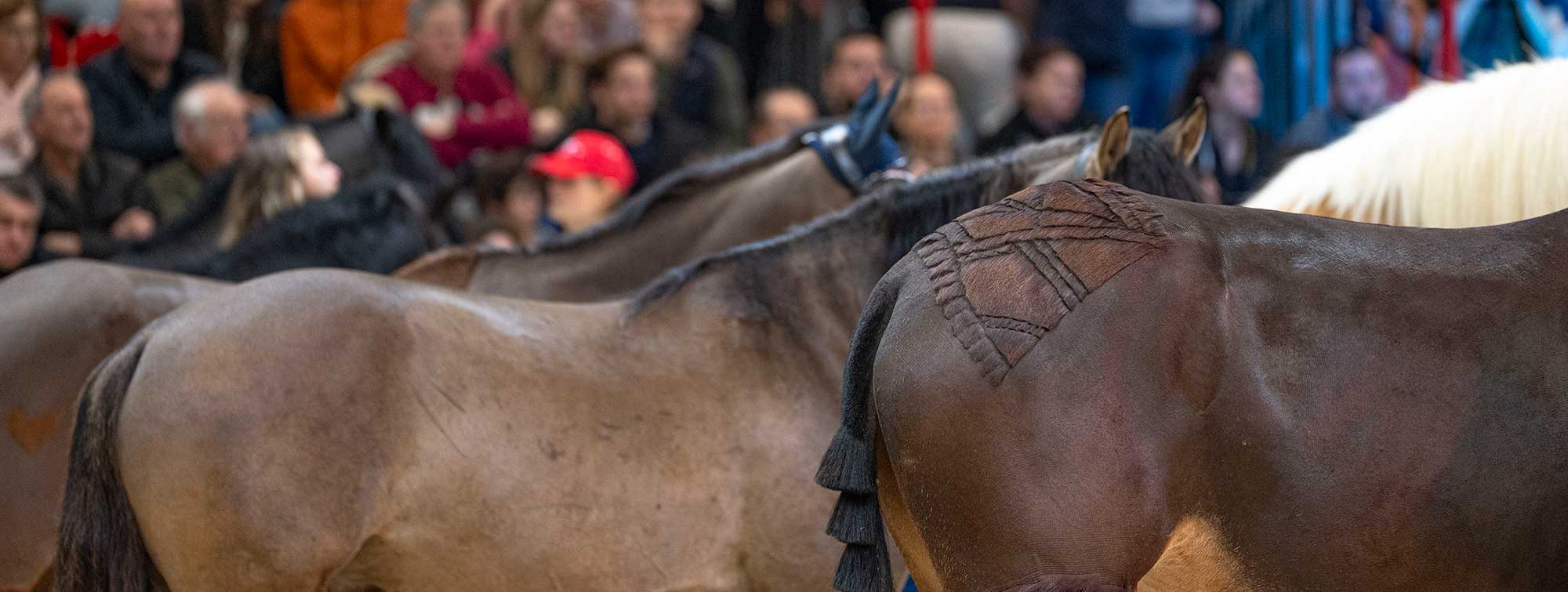 Spectateurs regardant des chevaux lors du Grand Défilé