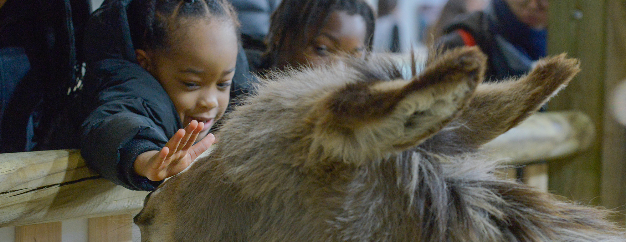 Child petting a donkey