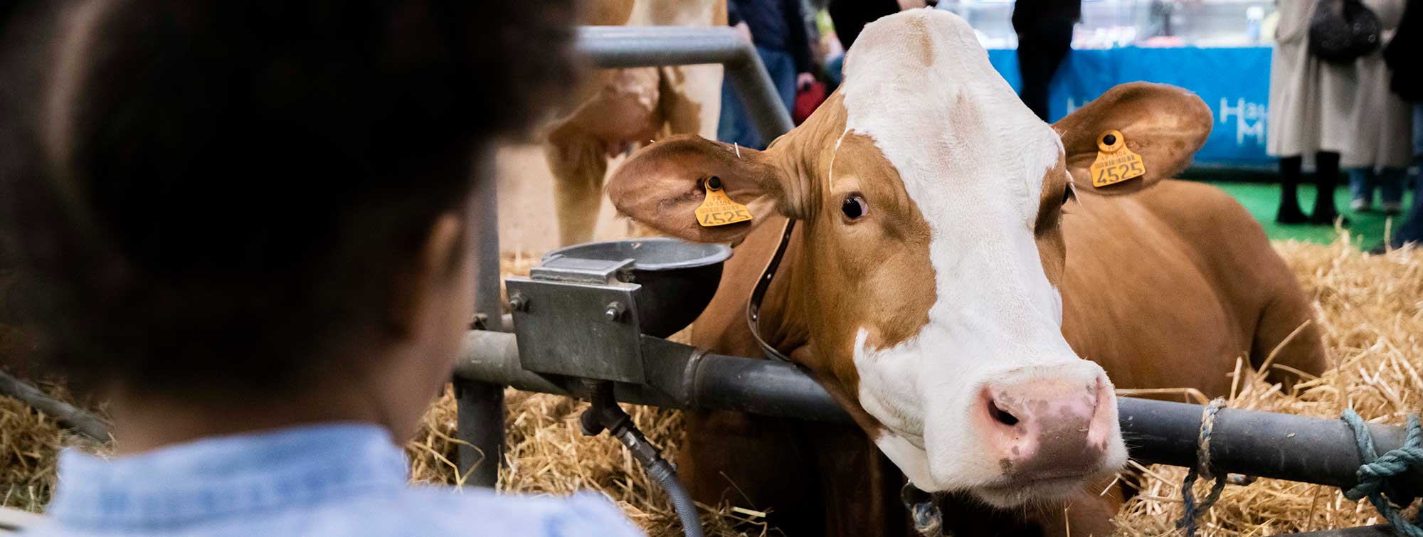 Child looking at a cow in the pen