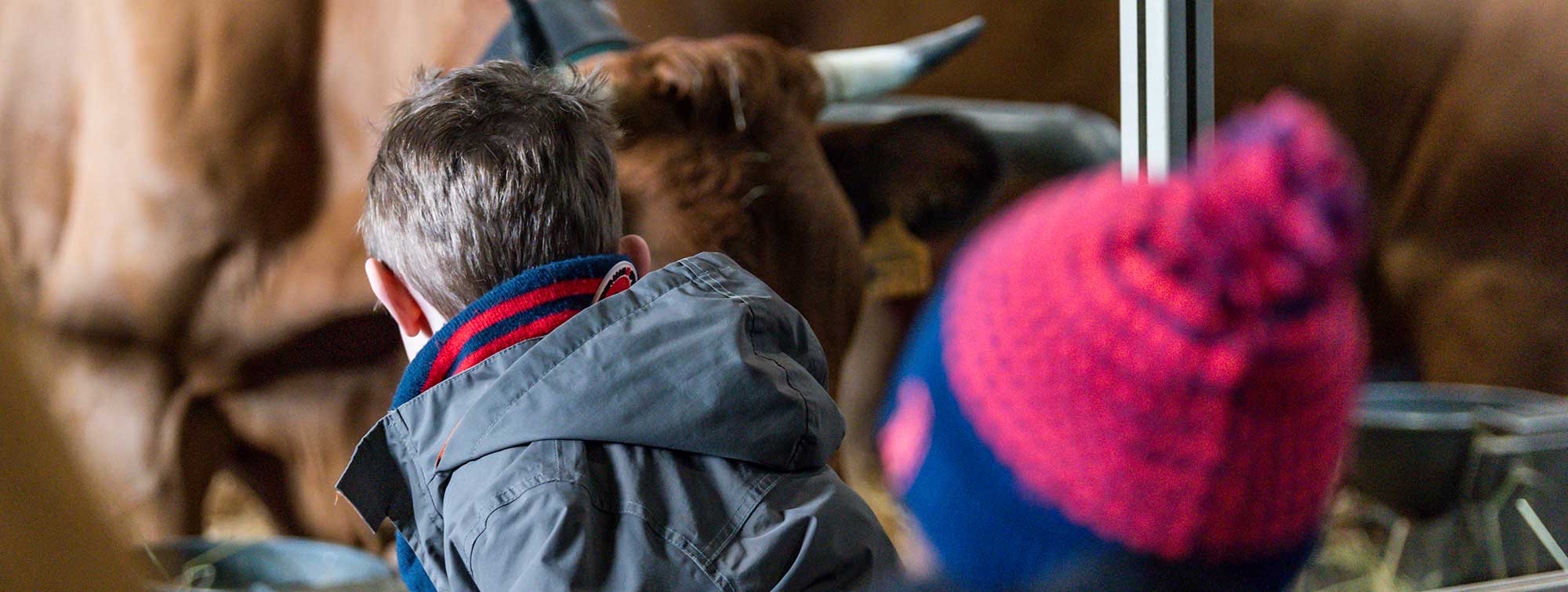 Children facing cows