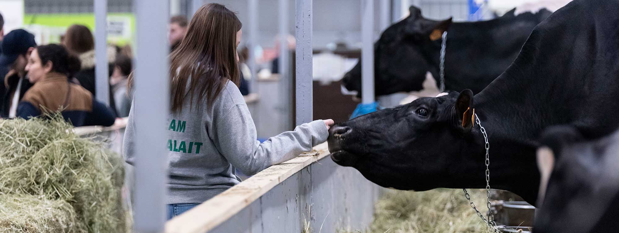 Woman petting a cow