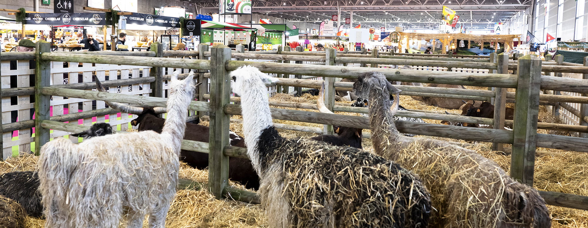 Lamas dans leur box 