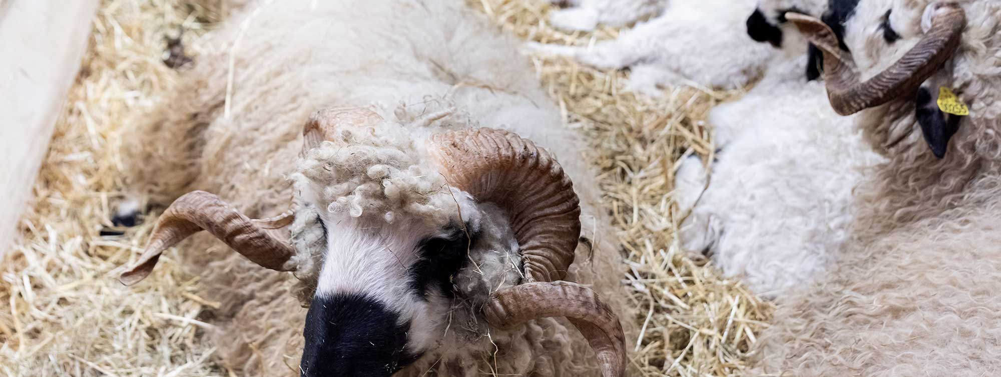 Sheep lying in their paddock