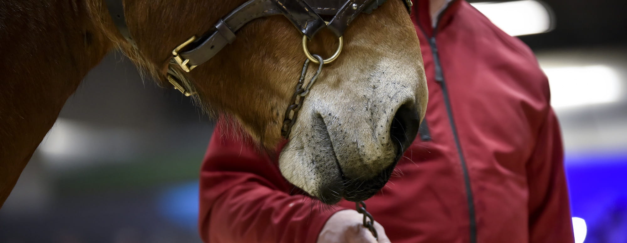 Snout of a horse