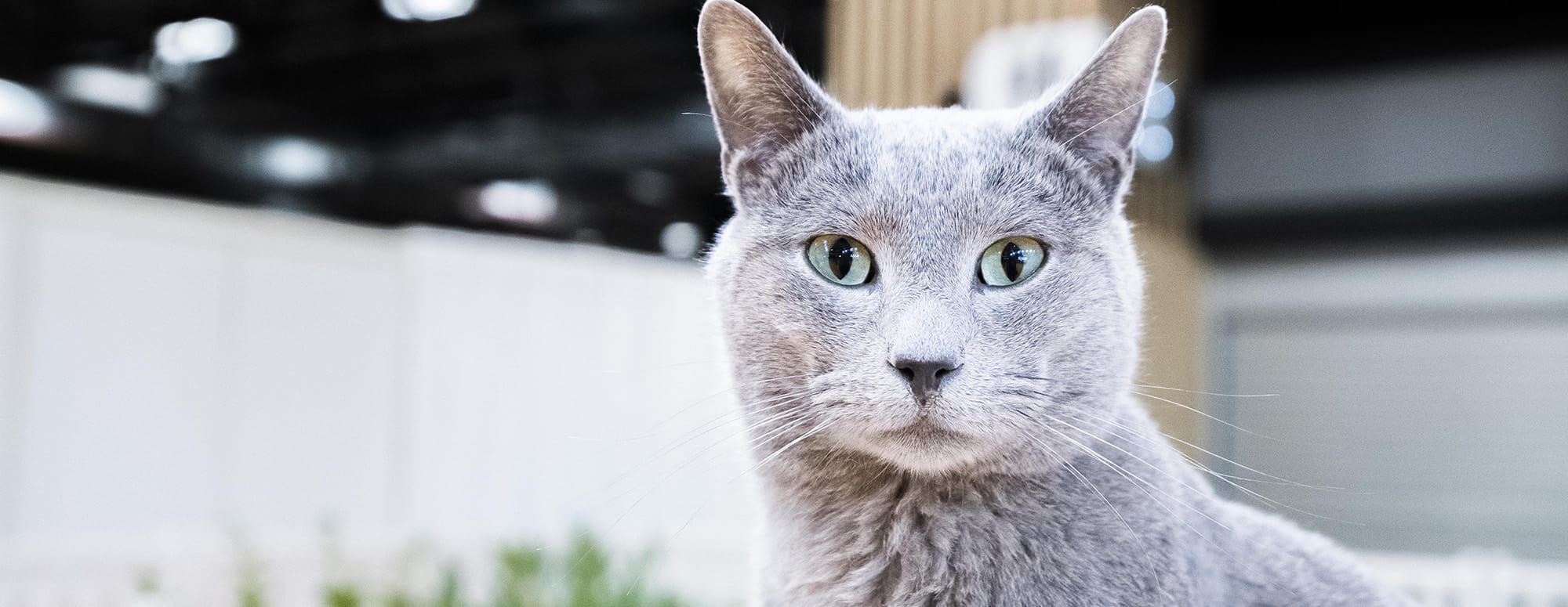 Portrait d'un chat gris