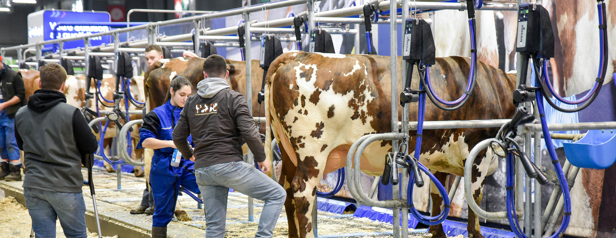 Cows in the milking parlour