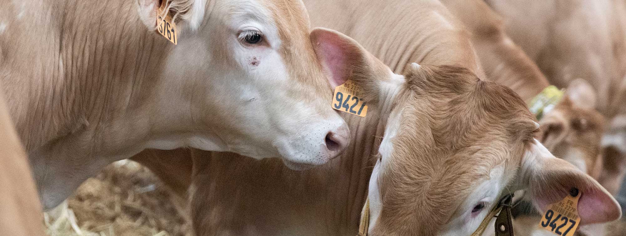 Calves playing in the straw