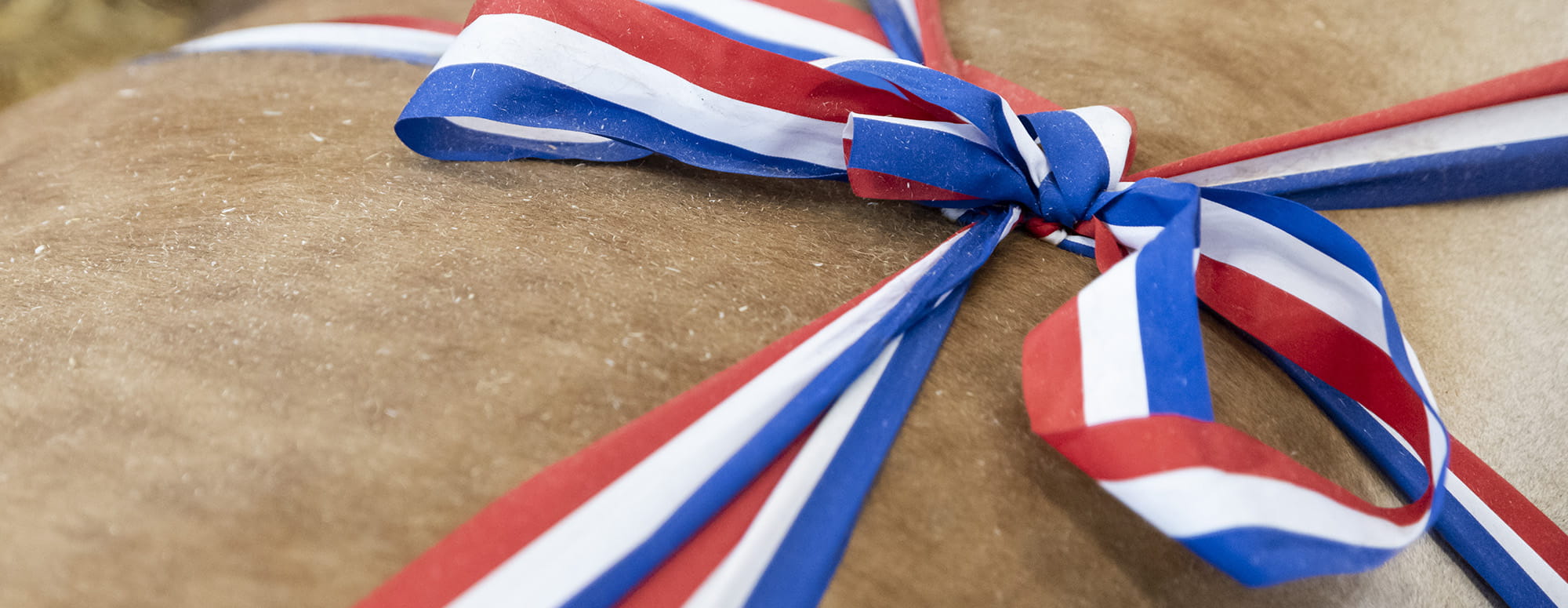 Blue white and red ribbon on a cow