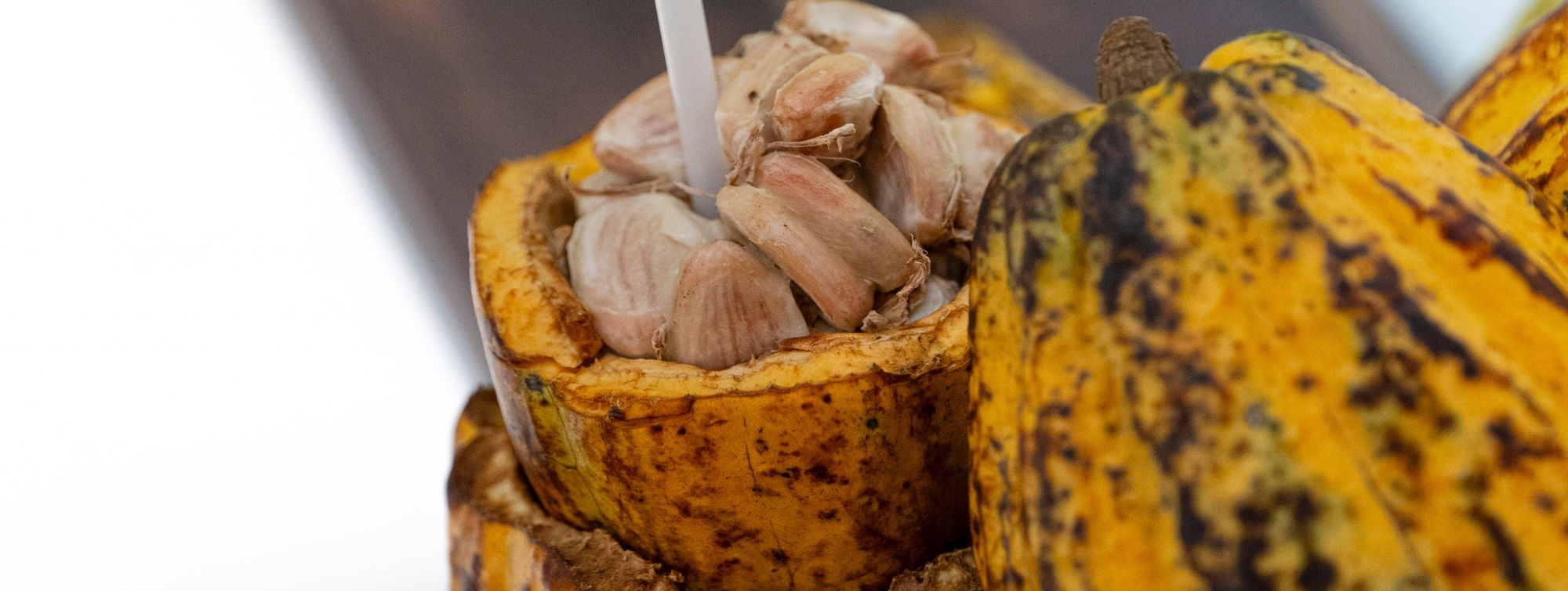 la côte d'ivoire est à l'honneur au sia 2026