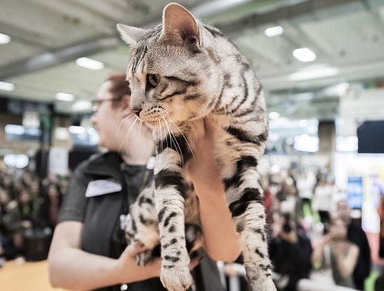 Chat présenté dans les bras d'une femme