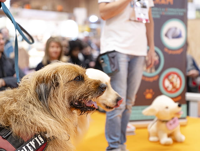 Two dogs on a leash