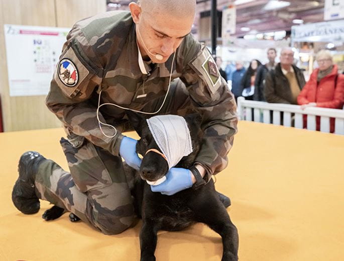 Militaire mettant un bandage à un chien