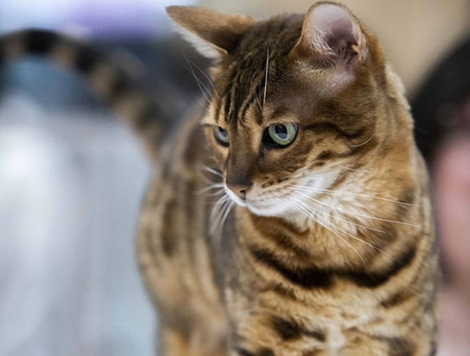 Chat en pleine présentation