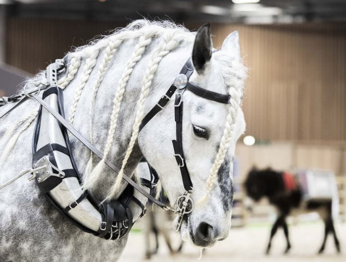 Cheval tressé en train de defiler