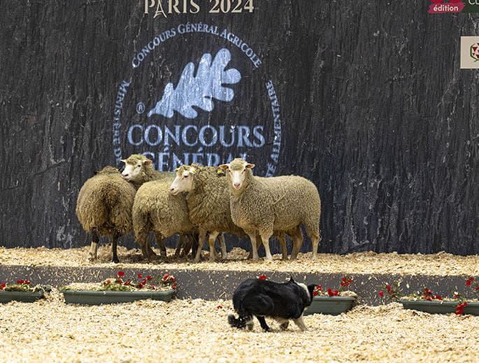 Chien menant des moutons devant le panneau du Concours agricole