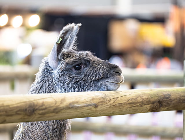 Portrait of a grey llama