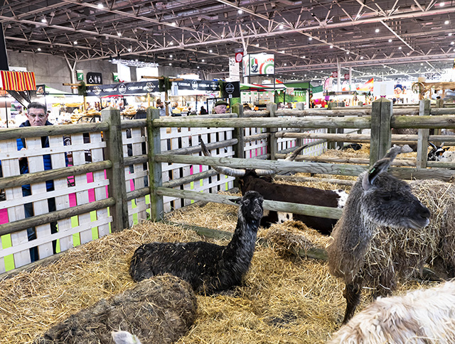 Visiteurs observant des lamas