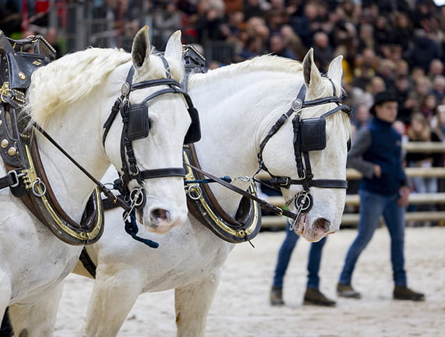 Horse and carriage parade