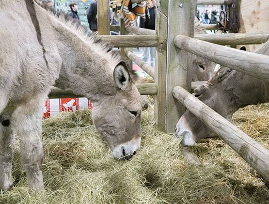 Two donkeys eating hay