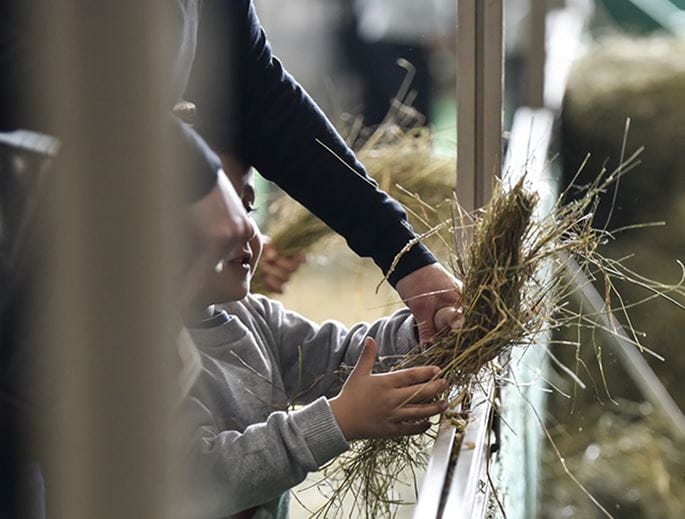 Enfant tenant du foin dans ses mains