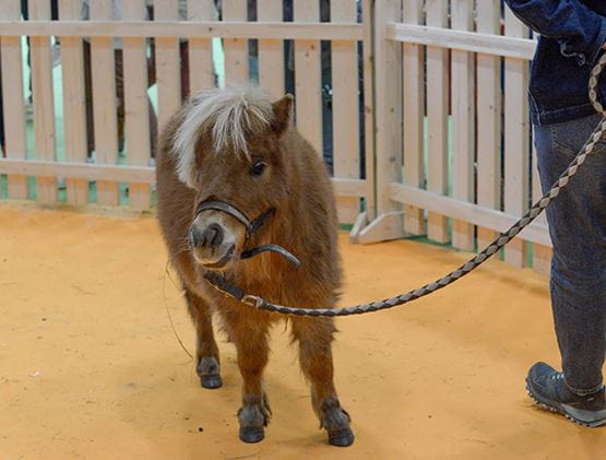 Poney présenté dans la ferme pédagogique