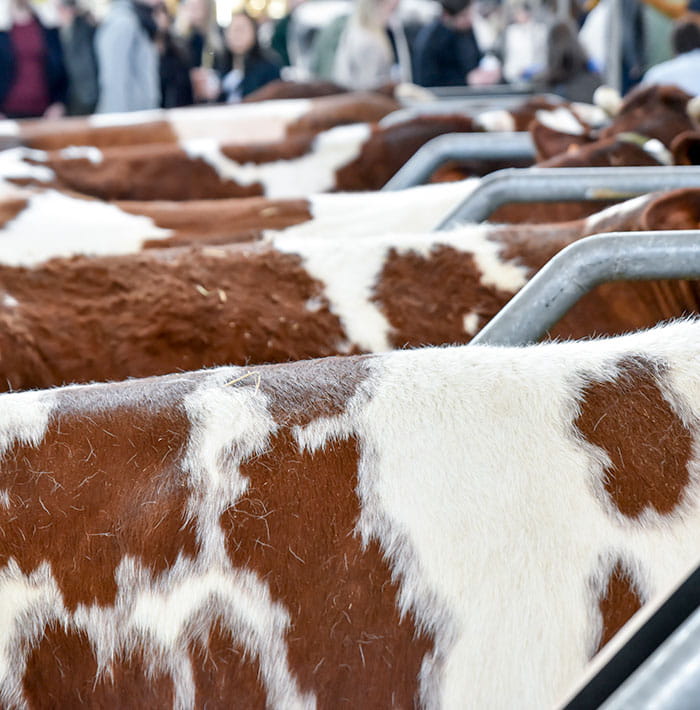 Zoom sur le pelages des vaches