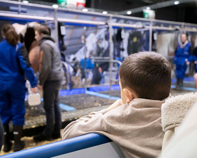 Child watching cows