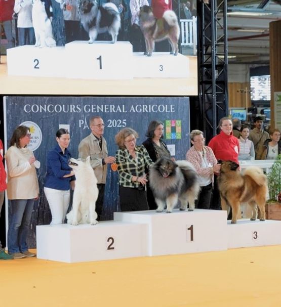 podium-dogs-cats