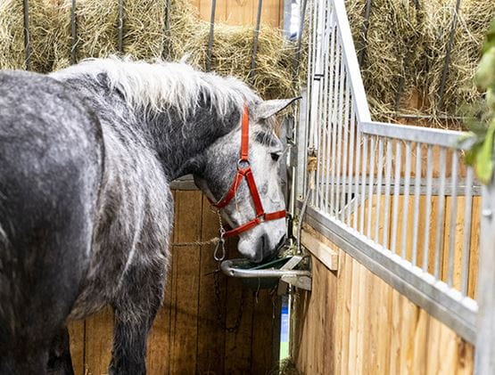 Cheval gris dans son box