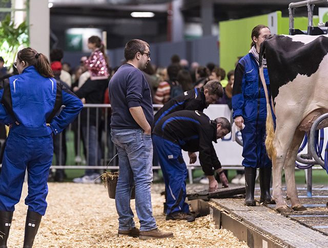 Farmers with cows in the milking parlour