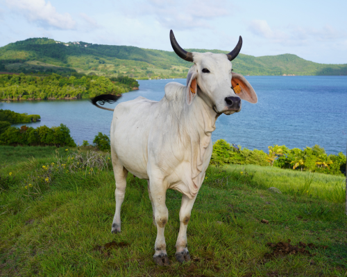 vache-egerie-sia-2026-mer
