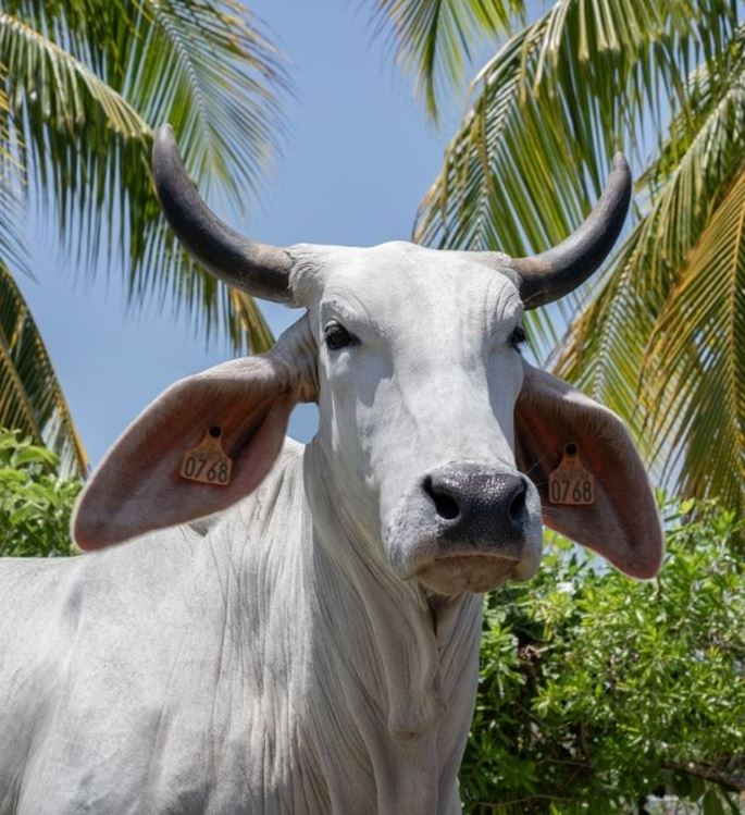 Portrait de Biguine vache égérie du SIA 2026